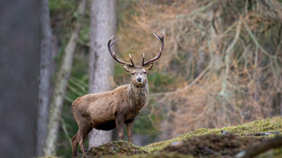 cairngorms deer